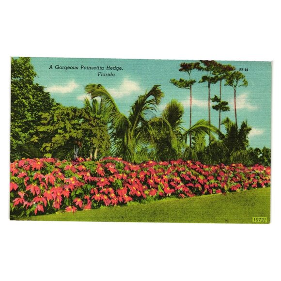 A Gorgeous Poinsettia Hedge Florida Vintage Postcard Asheville Post Card Co NC - Picture 1 of 2